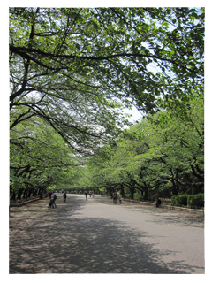 上野公園の新緑