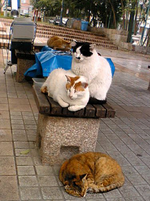 神戸異人館近くの公園にいたノラ猫