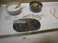 「大腸菌」の模型