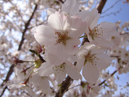 足利公園の桜です。