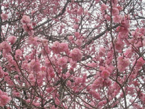 八重咲きの寒紅梅