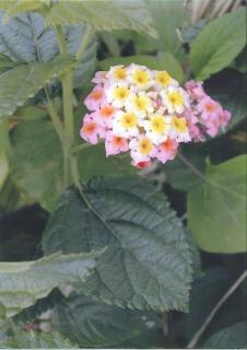 喜界島の花