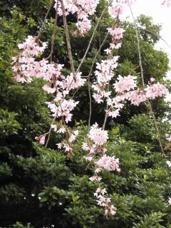 東御苑の桜2