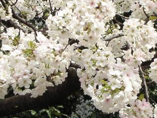東御苑の桜1