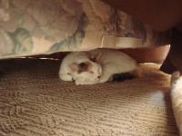 ベッドの下のうめこ