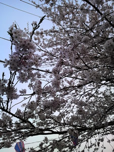 東庄の桜