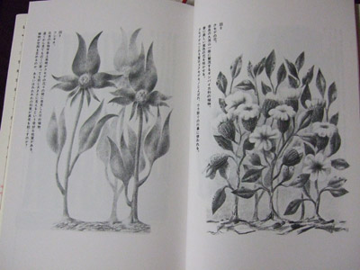 平行植物２
