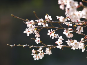 桜ー9