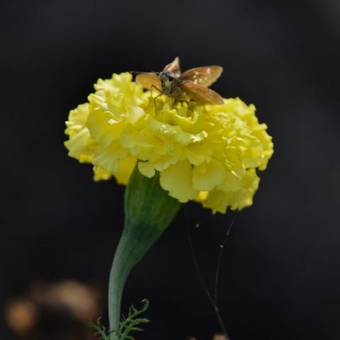 黄色い花に留まった蛾3