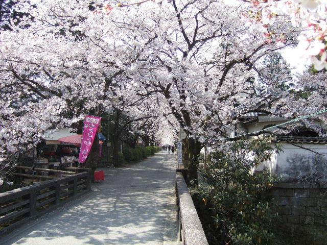 秋月の桜