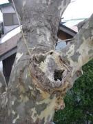 枝を切り残したことで樹皮が再生できず幹に腐朽が入ったプラタナス