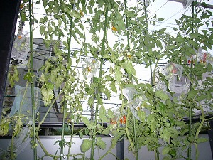 ０８緑のカーテンミニトマト