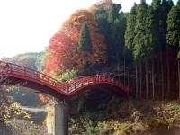 観音橋周辺の紅葉