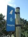 ケープペンギン道路標識