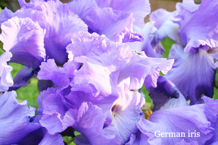 german iris