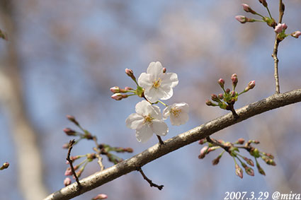 桜三分咲き