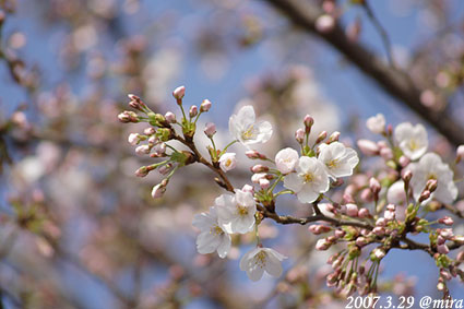 桜三分咲き2