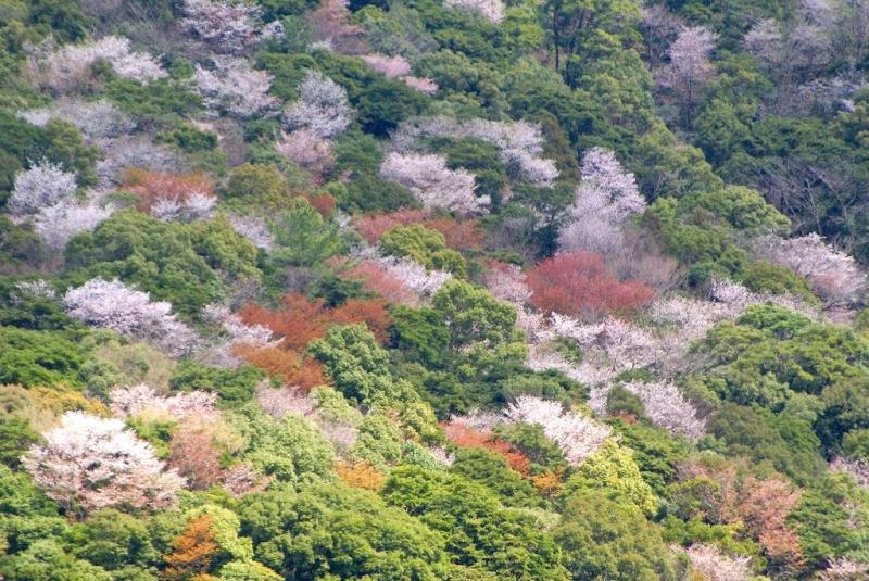 hiroの部屋　照葉樹林の山桜