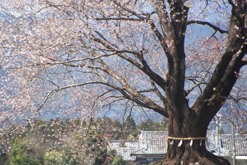 hiroの部屋　大坪の一本桜　もうすぐ満開です