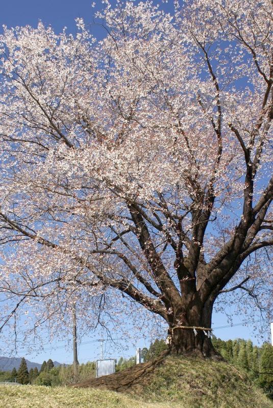 hiroの部屋　大坪の一本桜　今日もやって来ました　東諸県郡国富町