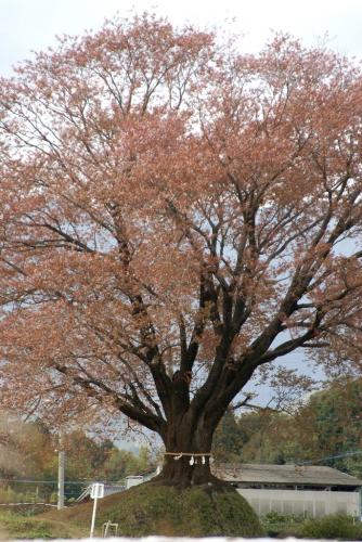 大坪の一本桜　ありがとう　東諸県郡国富町