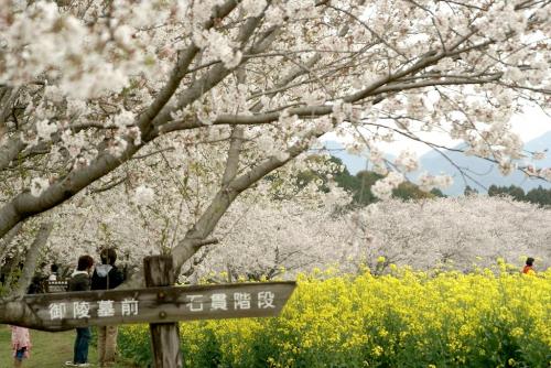 hiroの部屋　西都原古墳群の桜が満開です　宮崎県西都市