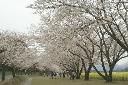 hiroの部屋　西都原古墳群の桜が満開です　宮崎県西都市