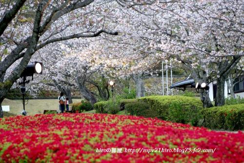 hiroの部屋　久峰公園の桜散り始めています　宮崎市佐土原町