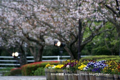 hiroの部屋　久峰公園の桜散り始めています　宮崎市佐土原町
