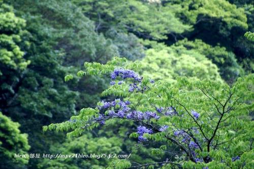 hiroの部屋　綾町照葉樹林の新緑を見に行きましょう　宮崎県綾町