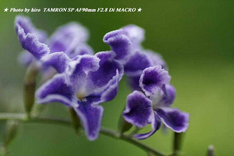 hiroの部屋　庭に咲いている花をパチリ　TAMRON SP AF90mmF2.8 Di MACRO