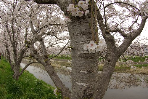 桜色（瑞梅寺川）