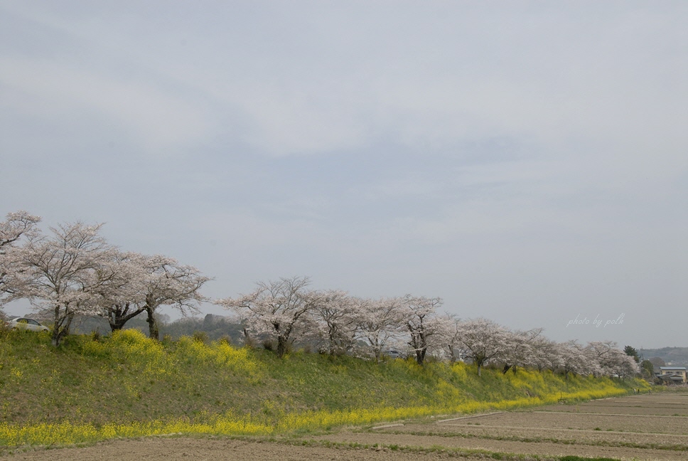 cherry_trees_sotome_2009_4_12_contrasted.jpg