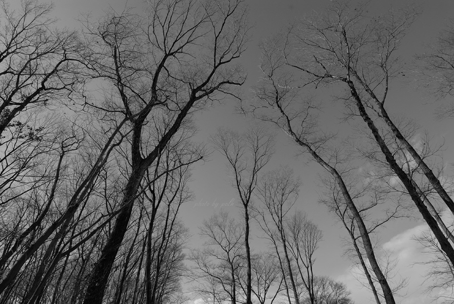 woods_2009_1_25_bw.jpg