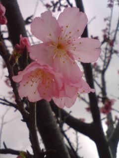 ヒカン桜１