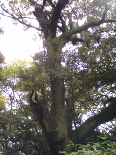スダジイの木