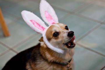 Its-Easter-Sundog_1.jpg