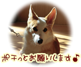 にほんブログ村☆犬ブログ コーギー