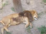 暑さのせいかグッタリなライオン…私が観てる間、ほとんど動かなくて死んでるのかと思うくらいでした（＾＾；）