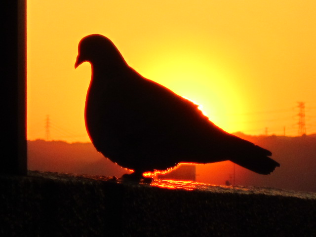 夕日に映える鳩サブレ＾＾；