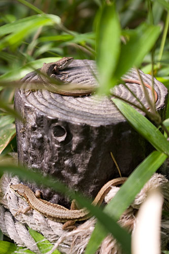 小石川植物園のカナヘビ